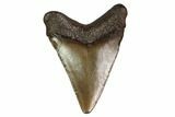 Juvenile Megalodon Tooth - Georgia #158807-1